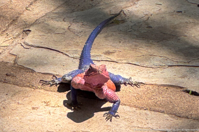 Colorful male rock agama with red body and blue limbs and tail standing on sunlit stone.