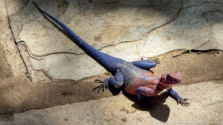 Male rock agama viewed from above on pale granite, with red head and chest and a long blue tail.