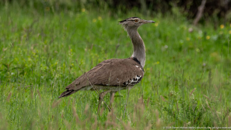 Kori bustard standing in green grass with long neck extended and head turned in profile.