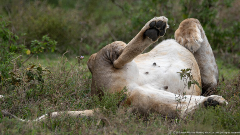 Lioness lying on her back in grass with pale belly exposed and one hind paw raised toward the camera.