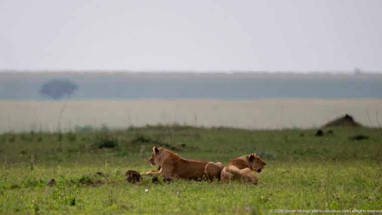 Two tawny lionesses resting together in short green grass on an open Serengeti plain.