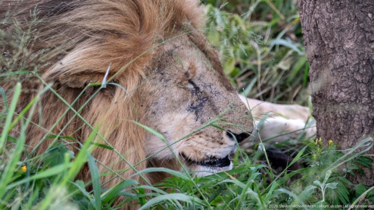 Profile of a resting adult male lion beside a tree, with closed eyes, facial scars, and thick mane.