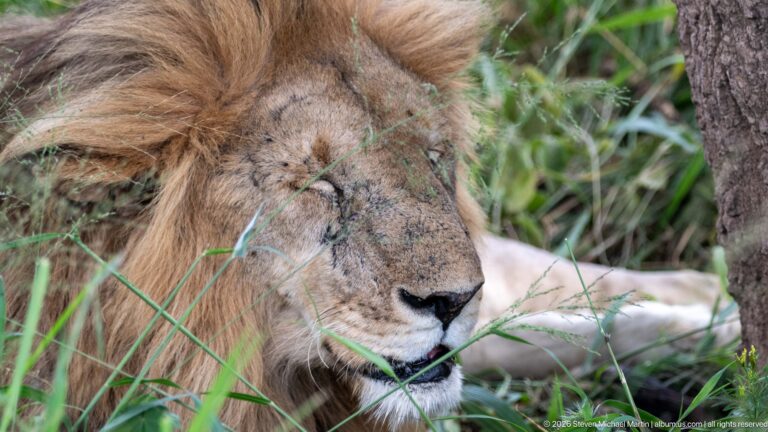 Close profile of a resting male lion with eyes closed, golden-brown mane, and grass crossing his muzzle.