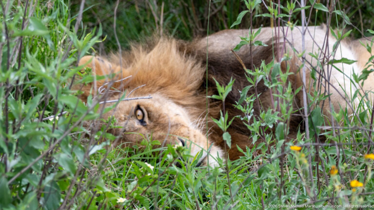 Adult male lion lying in dense green vegetation, with one eye and golden-brown mane visible through the grass.