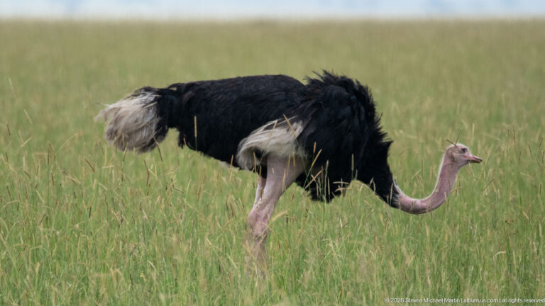 Adult male common ostrich walking through grass with black body, white plumes, and neck lowered forward.