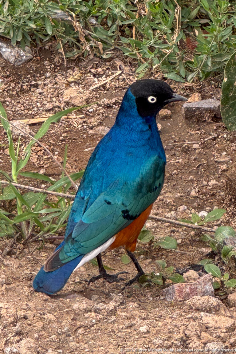 Side view of a superb starling on the ground with blue-green plumage, black head, pale eye, white stripe, and orange belly.
