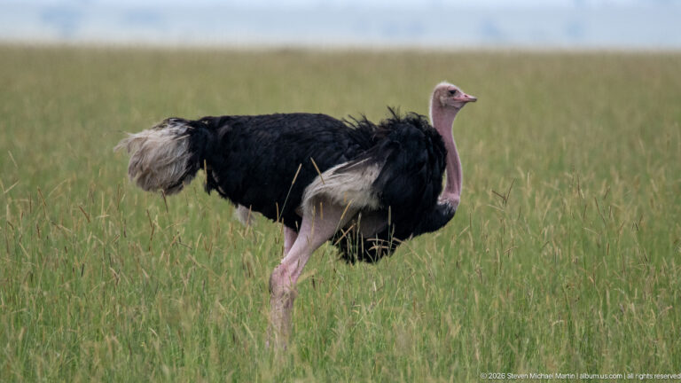 Adult male common ostrich standing in tall grass with black body, white feathers, and pink neck and legs.