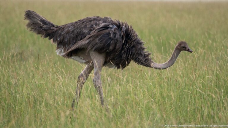 Gray-brown common ostrich walking through tall grass with neck extended forward and shaggy body feathers.