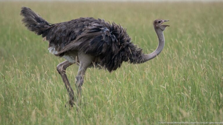 Gray-brown common ostrich walking through tall grass with its neck raised and bill open.