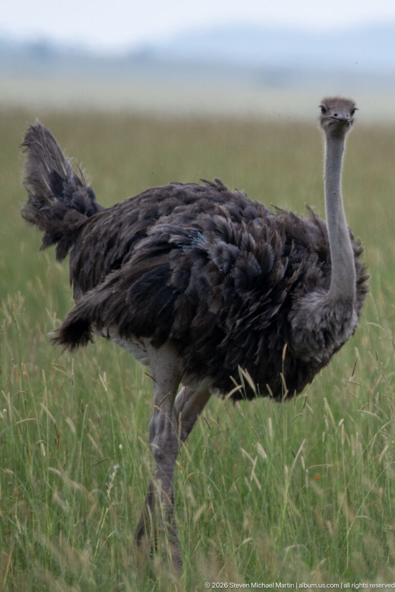 Side view of a gray-brown common ostrich walking through open grassland with neck held upright.