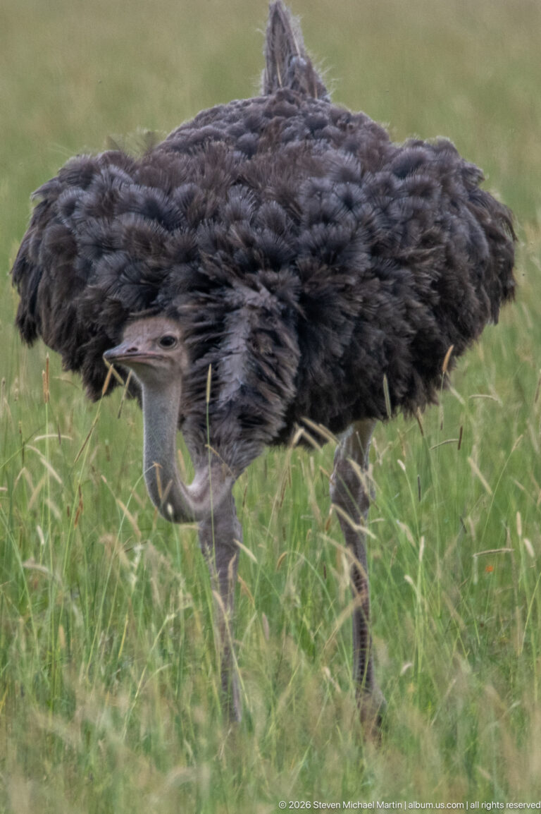 Gray-brown common ostrich walking through grass with its long neck extended low and forward.