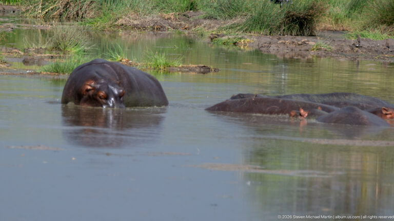Several hippopotamuses in a shallow pool, one higher in the water at left and others mostly submerged at right.
