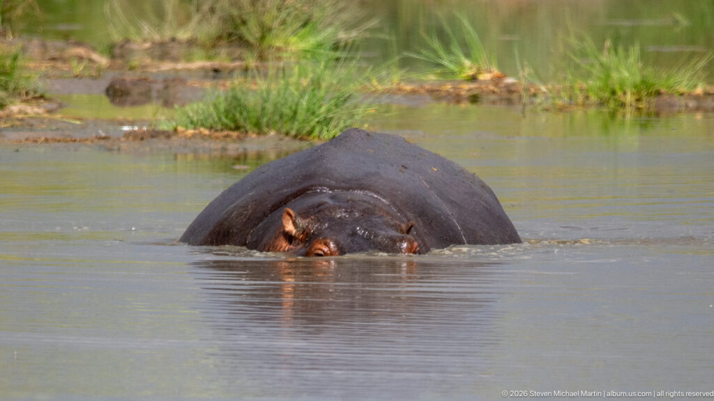 Front-facing hippopotamus moving through shallow water with only its head and broad back above the surface.