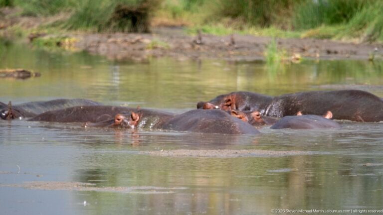 Closely packed hippopotamuses resting in shallow water, with rounded backs and several heads visible above the surface.