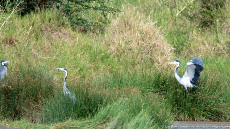 Three large heron-like birds in marsh grass, one taking flight with gray-and-white wings spread.