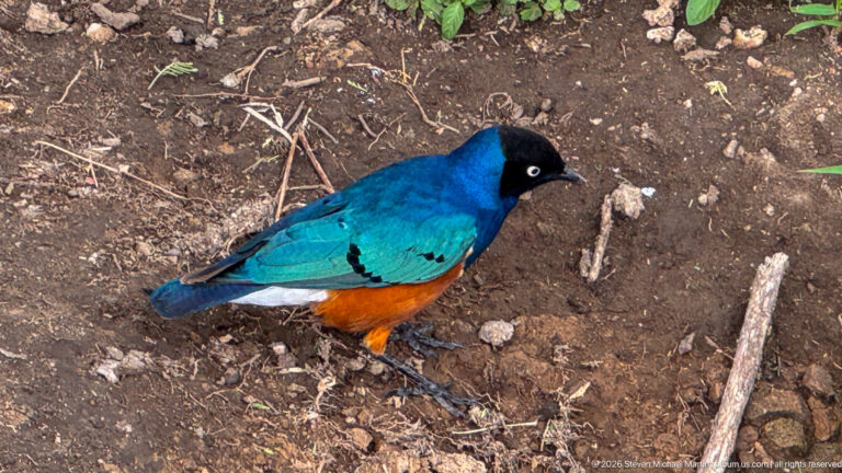 Superb starling standing on bare ground with black head, turquoise-blue wings, pale eye, white band, and orange belly.