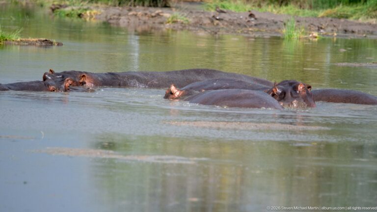 Group of hippopotamuses mostly submerged in calm water, with backs, ears, eyes, and nostrils above the surface.