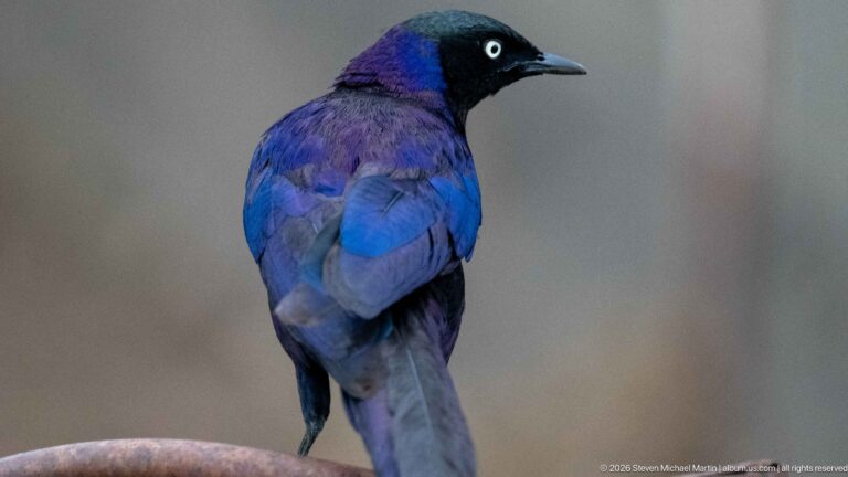 Side portrait of a glossy violet-blue starling with a blackish face and conspicuous pale eye.