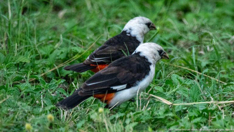 Two white-headed buffalo-weavers standing in green grass, with white bodies, dark wings, and orange-red rumps.