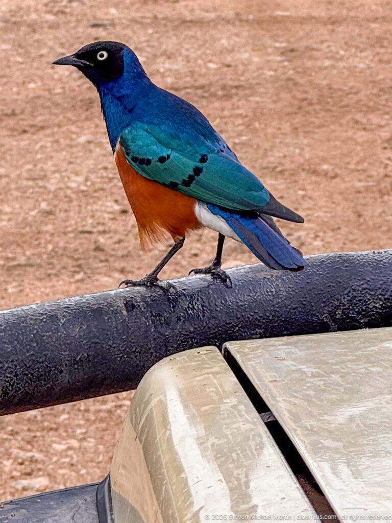 Superb starling perched on a safari vehicle rail, showing turquoise-blue upperparts and chestnut belly.