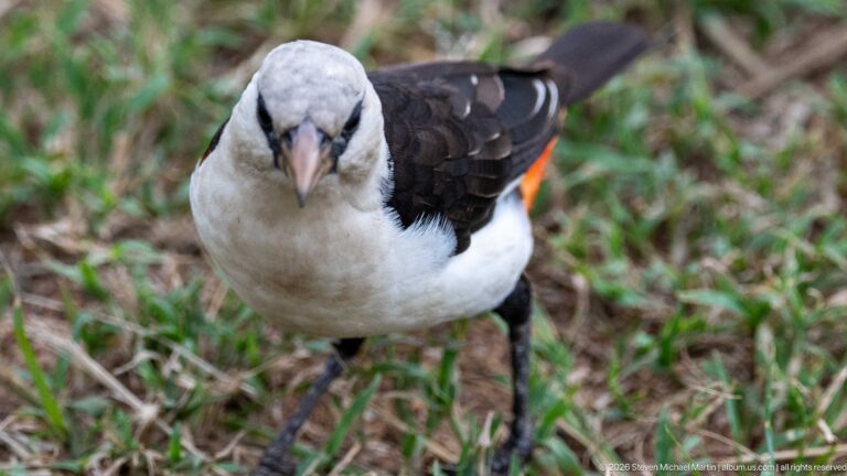 White-headed buffalo-weaver facing the camera on grass, with white head, black wings, and orange-red undertail.