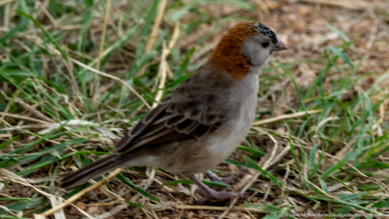 Small chestnut-crowned, gray-bodied sparrow-like bird standing among dry and green grass stems.
