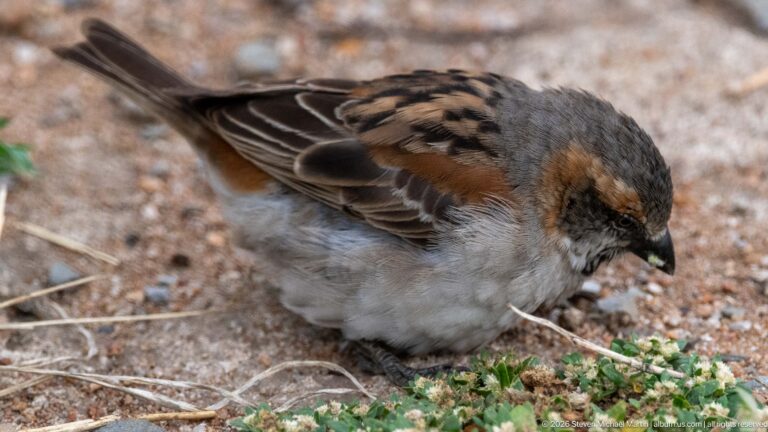 Small brown-and-gray sparrow foraging on sandy ground beside low green vegetation.