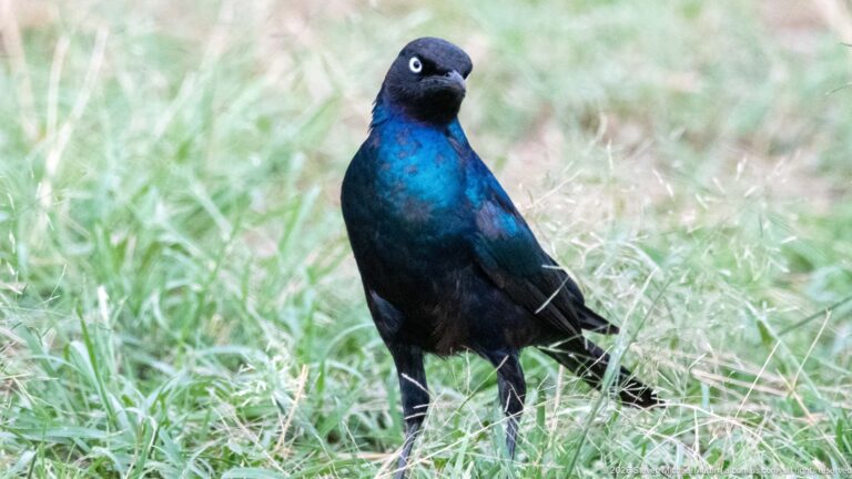 Glossy blue starling with pale eye standing upright in short green grass in the Serengeti.