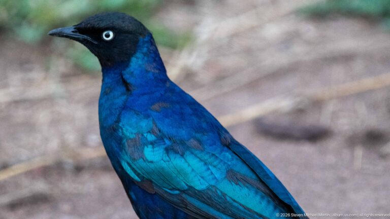 Close view of a glossy blue starling with a dark head, pale eye, and iridescent turquoise wing feathers.