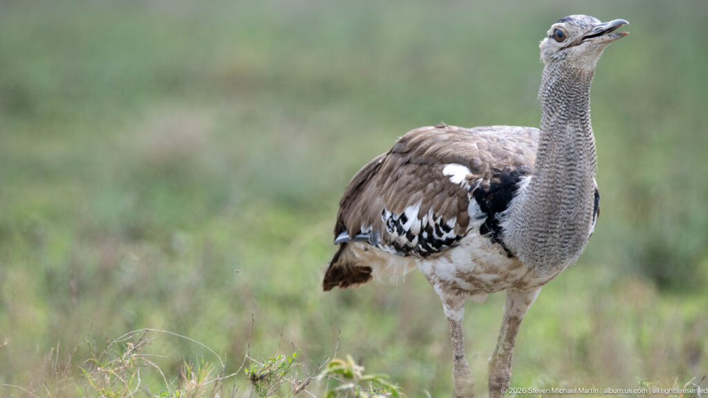 Alert Kori bustard standing in short grass with neck fully extended and head raised.