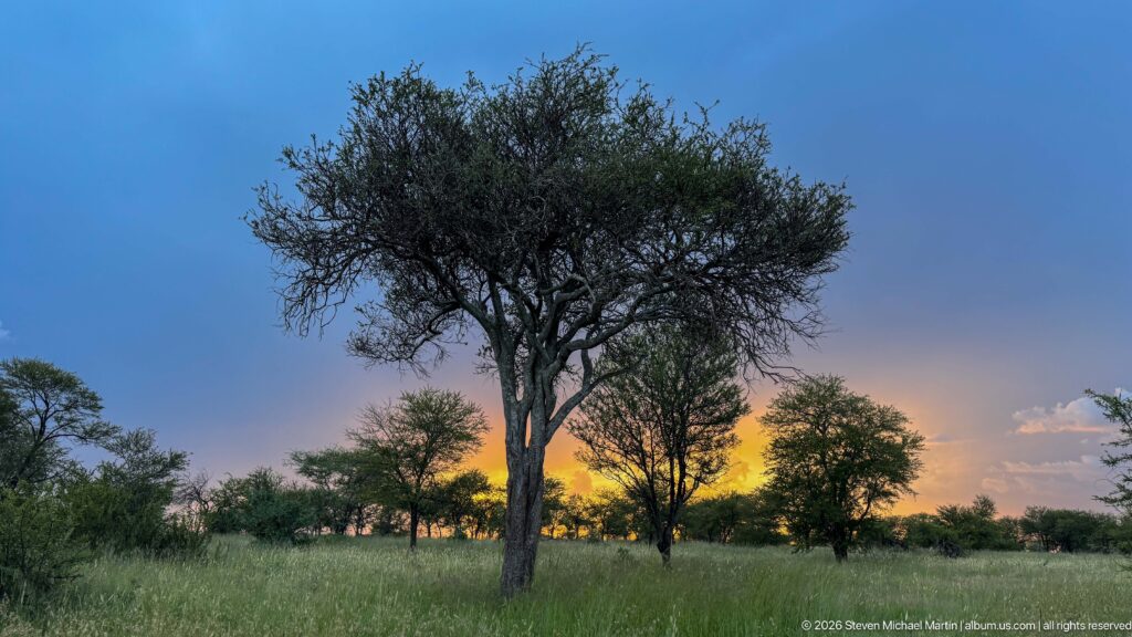Large savanna tree in tall green grass beneath blue clouds, with warm sunset light glowing at the horizon.