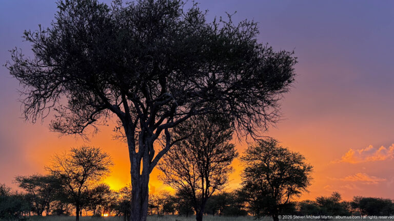 Dark spreading savanna tree silhouetted against orange and violet sunset afterglow, with smaller trees along the horizon.