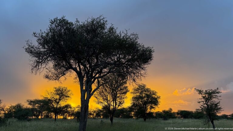 Large savanna tree in tall grass with smaller trees behind and fading gold light under a blue-gray sky.