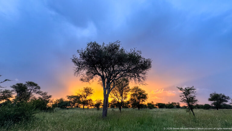 Single savanna tree in tall grass beneath blue storm clouds and a bright orange sunset horizon.