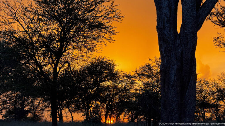 Setting sun shining through silhouetted savanna trees, with a large dark trunk dominating the foreground.