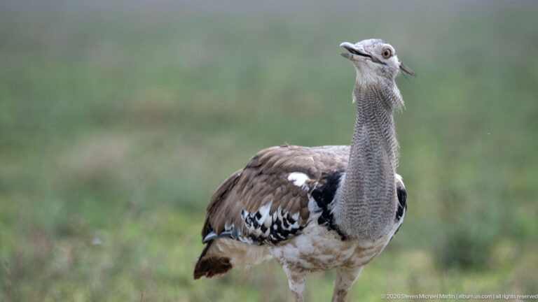 Kori bustard standing upright in open grassland, with long gray neck and bold black-and-white wing markings.