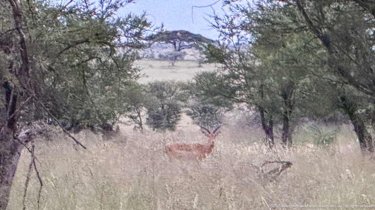 Impala partly hidden in tall pale grass beneath scattered trees and branches in Serengeti woodland.
