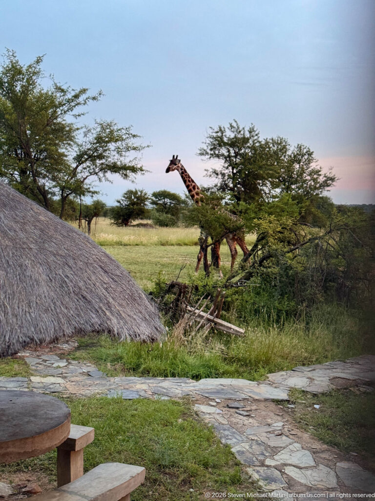 Two giraffes partly hidden by thorny shrubs beyond a large thatched roof and stone paving at a safari camp.