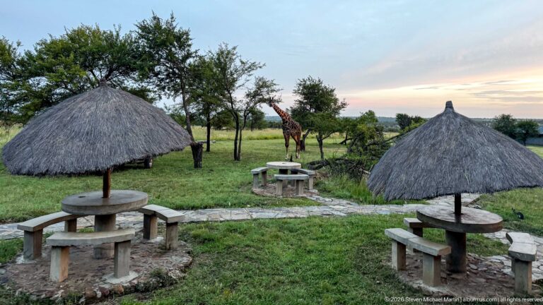 Giraffe standing between two thatched picnic shelters with round stone tables and benches in the foreground.