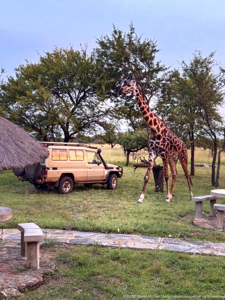 Two giraffes walking beside a tan safari vehicle on grassy camp grounds with trees and a thatched shelter.