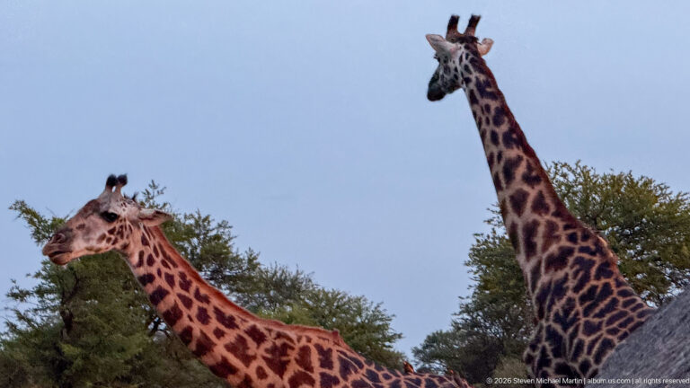Two giraffes close together, one crossing in front of a taller upright giraffe against a pale sky.