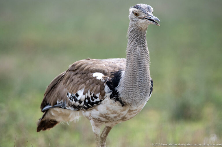 Kori bustard standing in three-quarter profile with patterned wings, pale belly, and long gray barred neck.