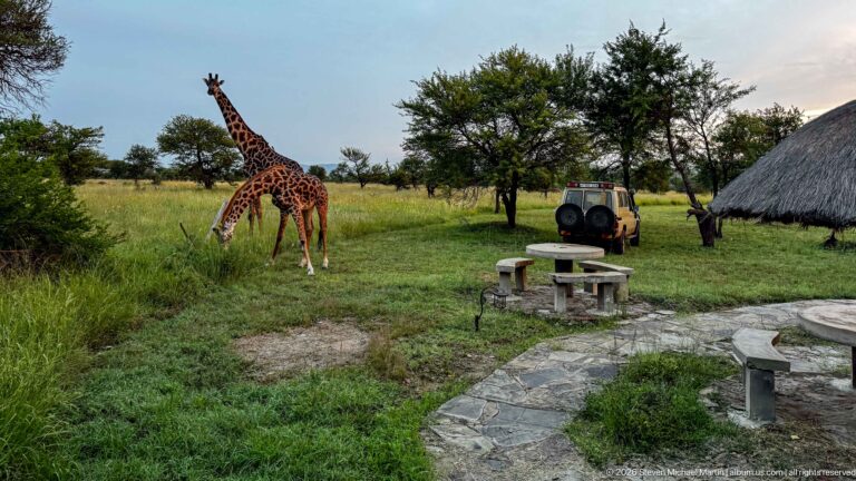 Two giraffes on grassy safari-camp grounds beside a parked four-wheel-drive vehicle, thatched shelter, and stone picnic table.