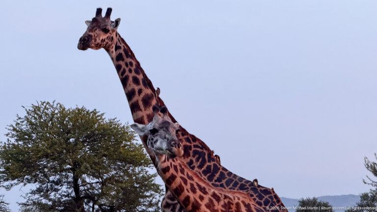 Two overlapping giraffes viewed from below against pale sky, with one long neck rising behind the nearer animal.