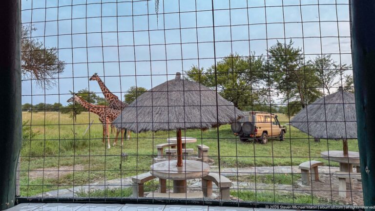 Two giraffes beyond a square wire screen near thatched shelters, picnic tables, and a parked safari vehicle.