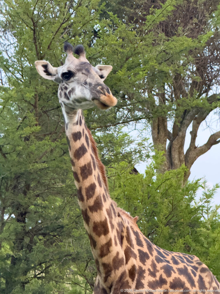 Close view of a giraffe’s head and patterned neck against dense green tree foliage.