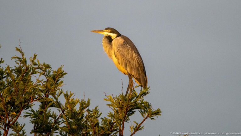 Black-headed heron standing upright on leafy treetop branches against a plain gray-blue sky.