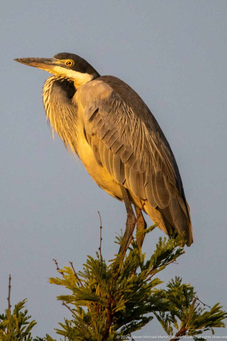 Black-headed heron perched on a thorny treetop in profile, lit by warm low-angle light.