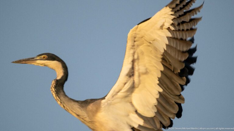 Black-headed heron banking with one pale wing fully spread, dark flight feathers visible along the wing edge.