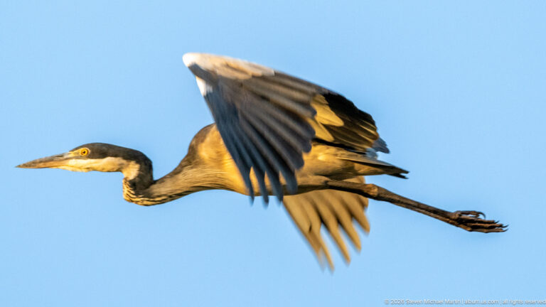 Side view of a black-headed heron flying with wings mid-beat and long legs extended behind its body.